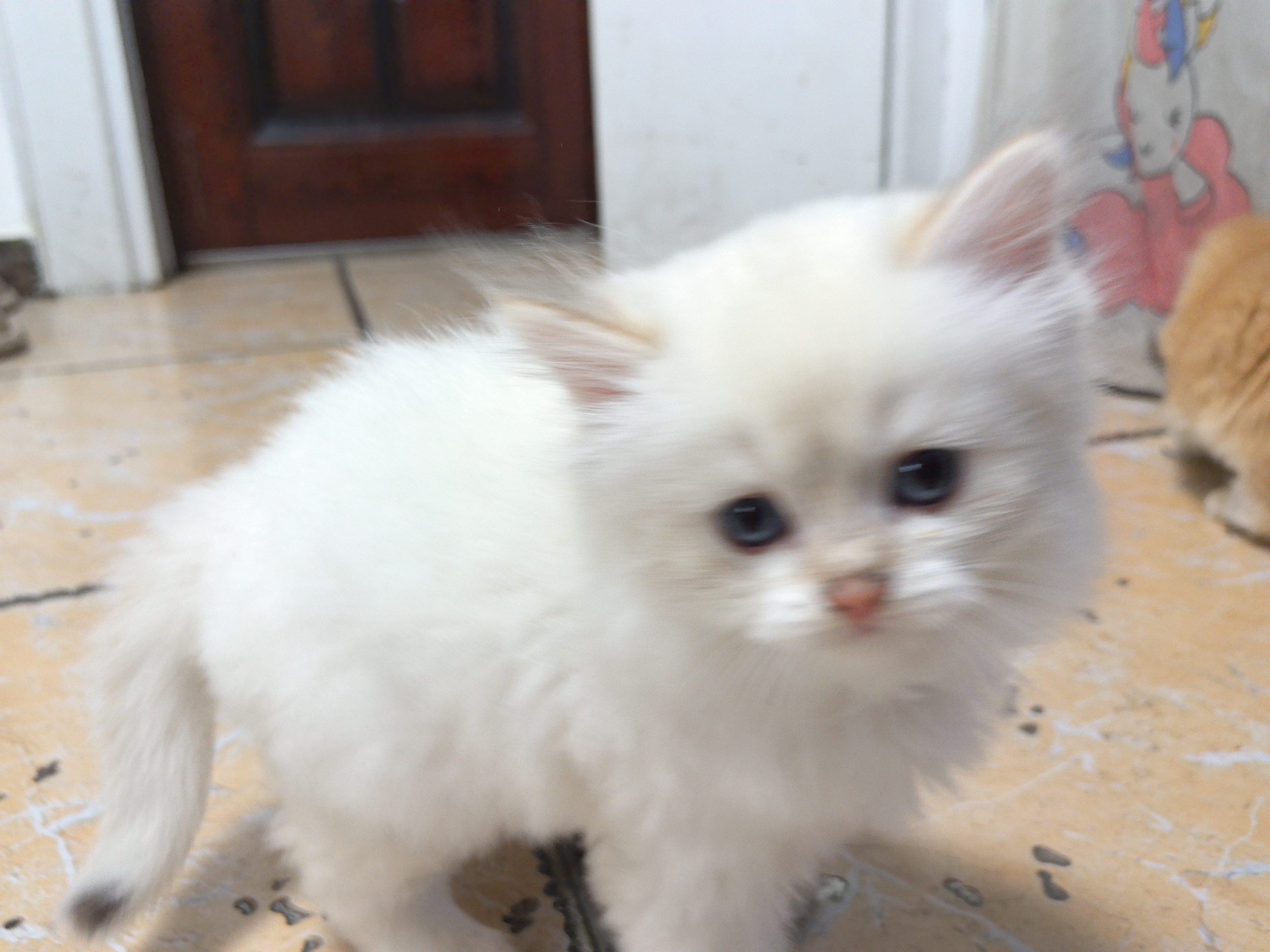 "萌猫俏皮，欢乐无限！"